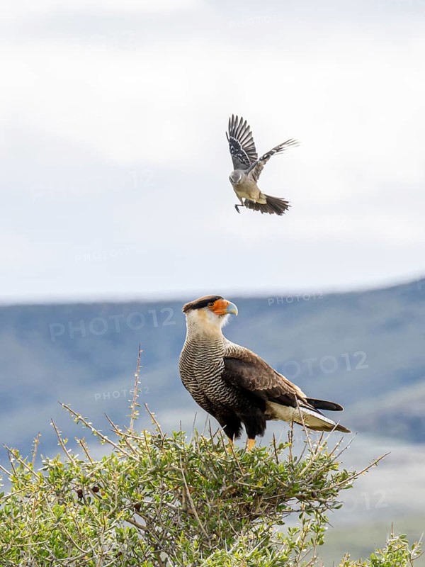Crested caracara