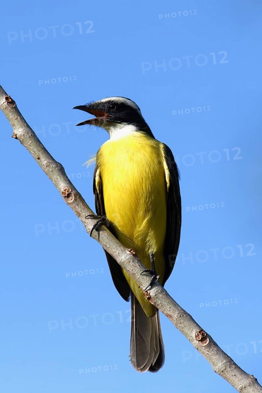 Great Kiskadee