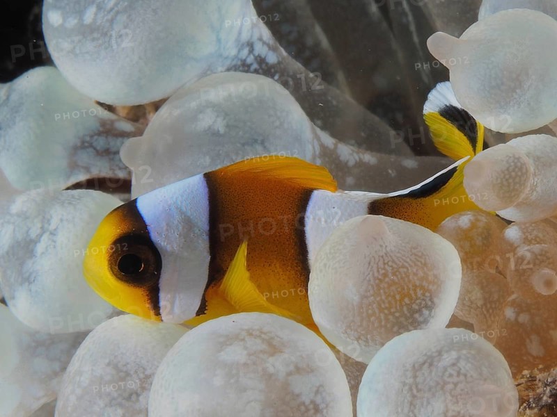 Juvenile red sea clownfish