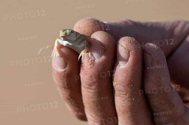 Shovel-nosed lizard