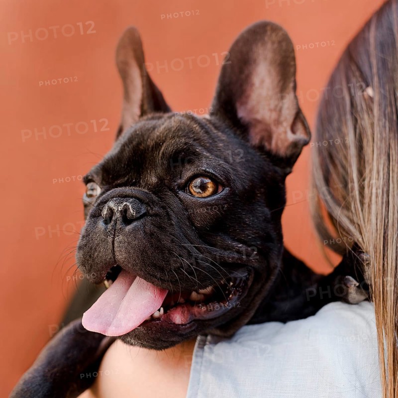 Close up adorable little french bulldog
