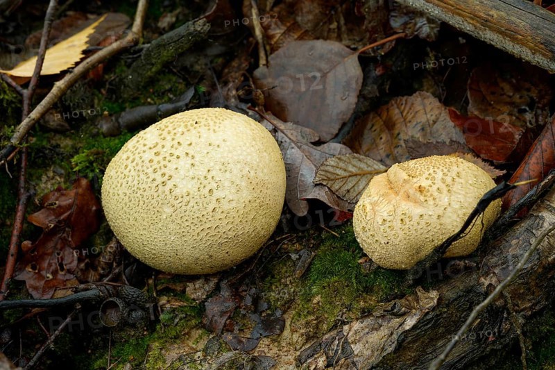 Two bovids on the forest floor. Germany