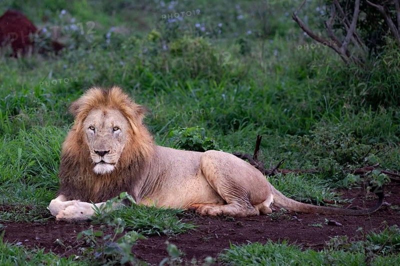 Lion