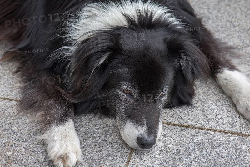 Portrait of an old Border Colly
