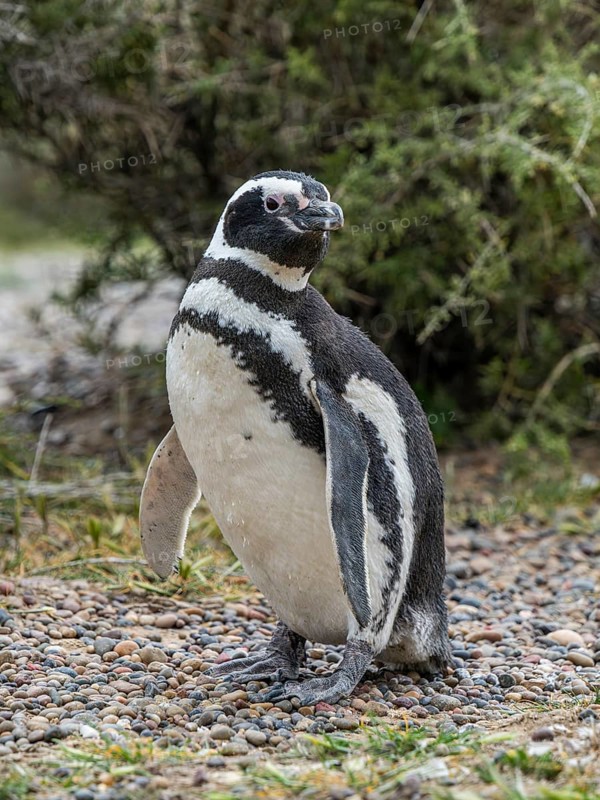 Magellanic penguin