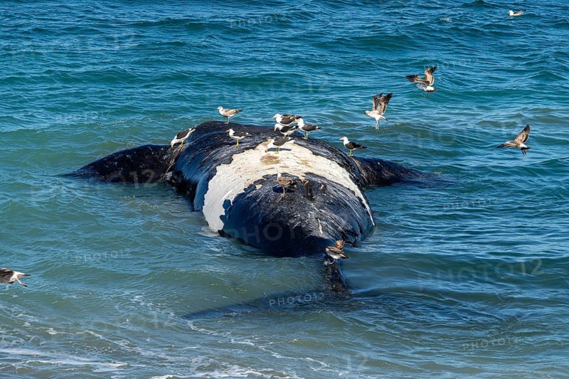 Southern right whale