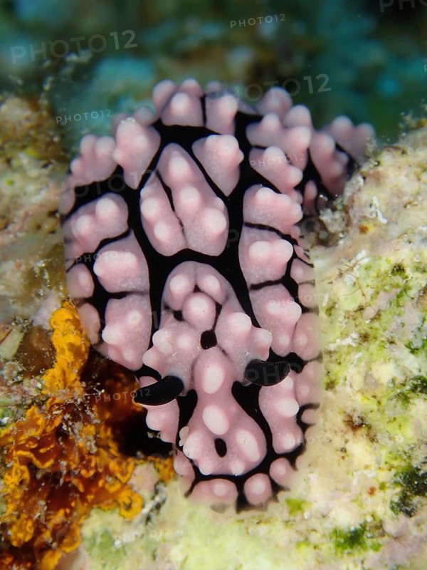 Pustule warty snail