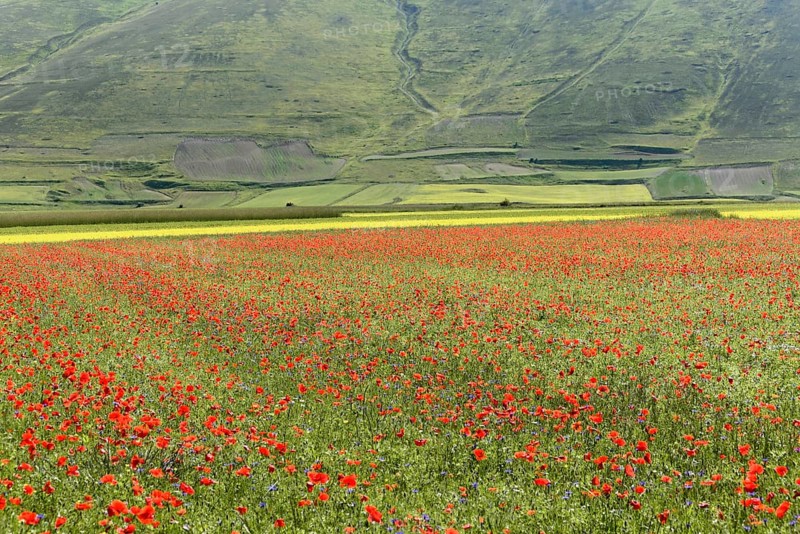Poppy flowers