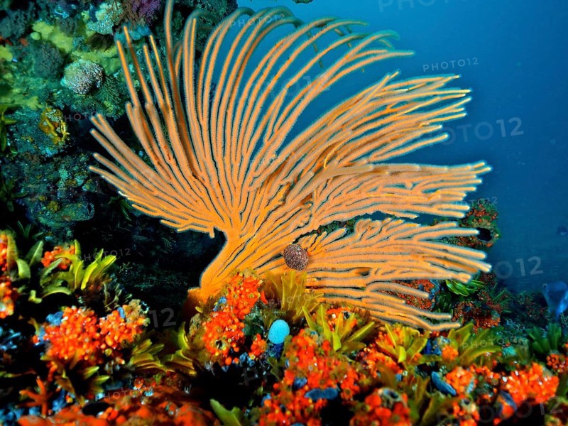 Orange flagellar sea fan