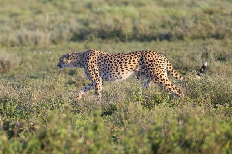 Cheetah