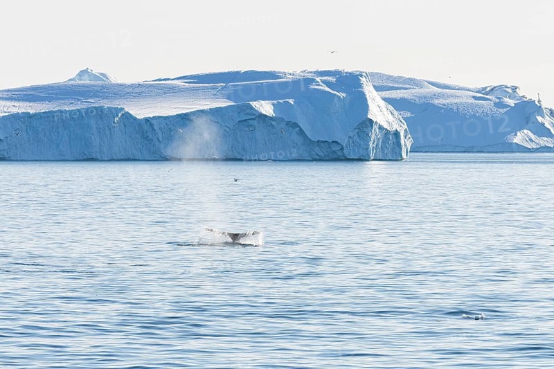 Fluke of a diving humpback whale