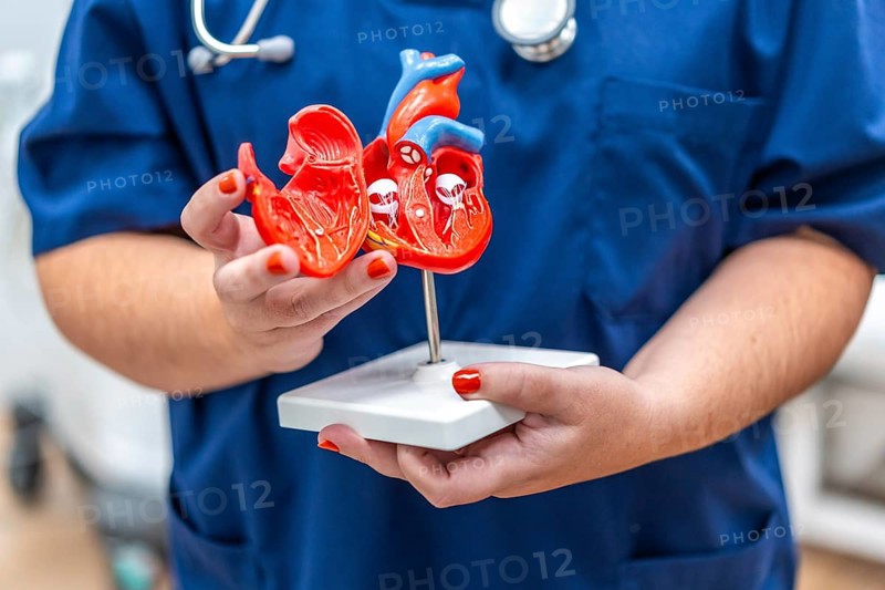 Close-up photo of a cardiologist holding a plastic heart shape model that helps to give information