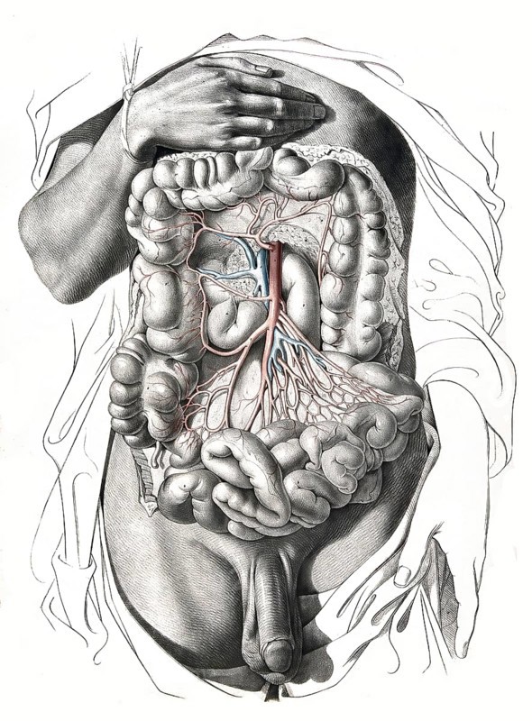 Human anatomy