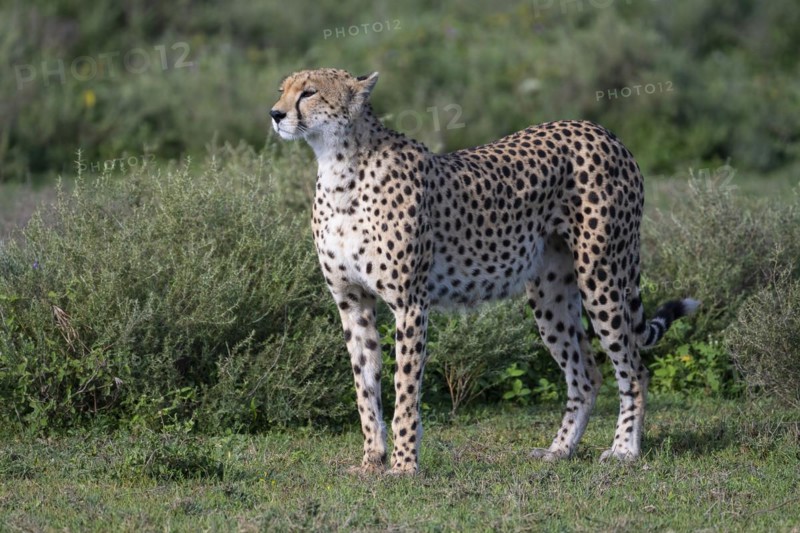 Cheetah