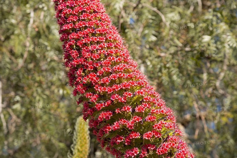 Wild viper's bugloss