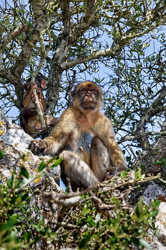 Barbary macaque
