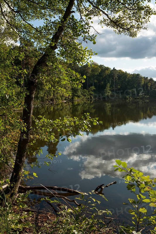 View of a lake in the forest. Germany