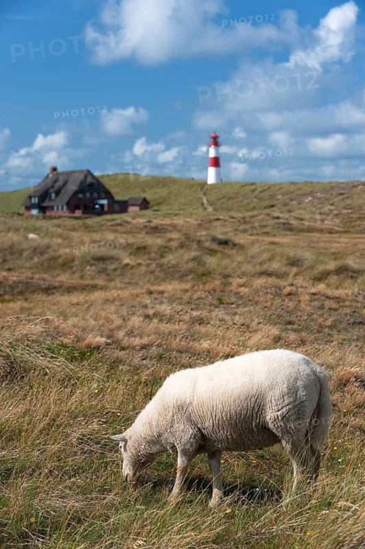 Sheep