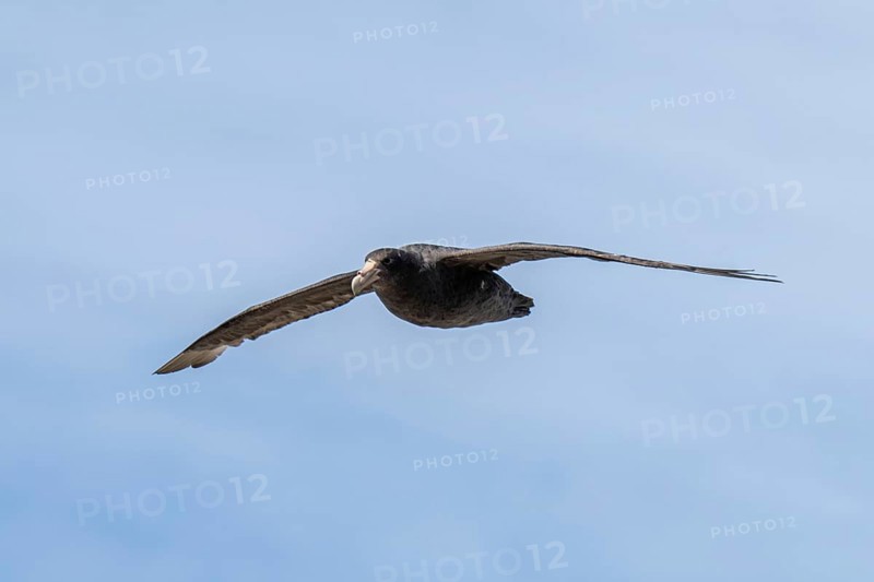 Southern giant petrel