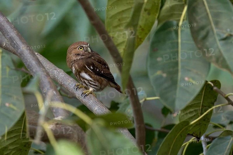 Ferruginous Pygmy-Owl
