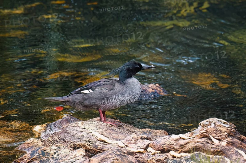 Brazilian merganser