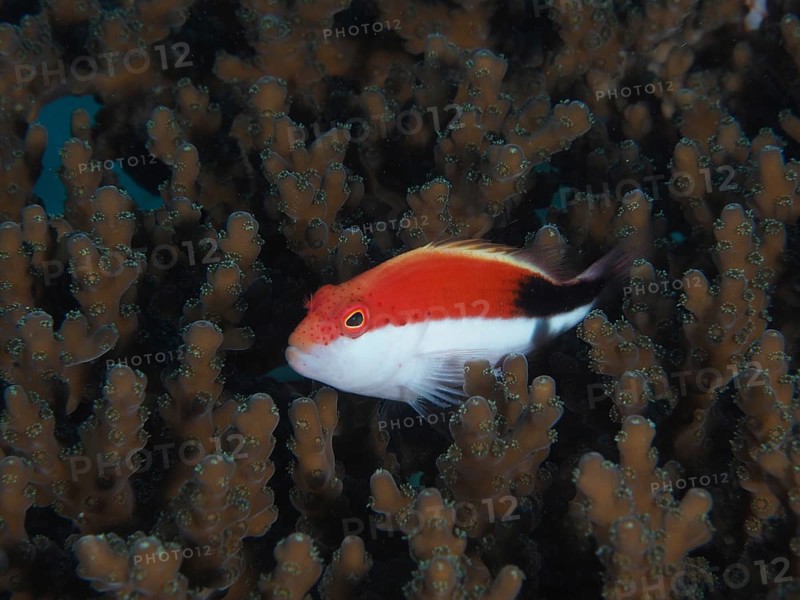 Juvenile black-sided hawkfish