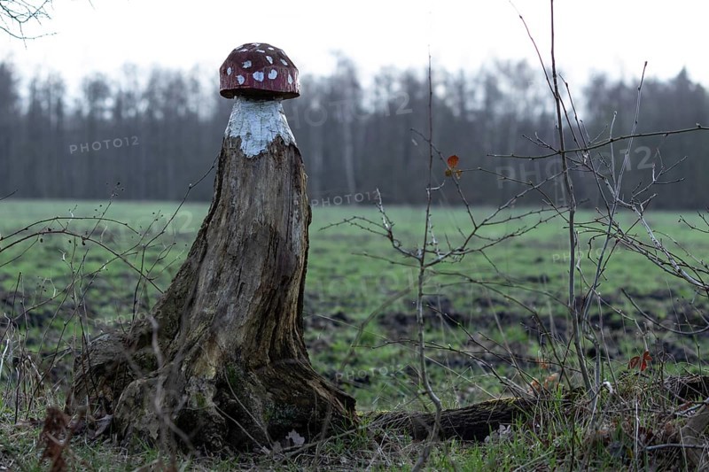 Fly agaric