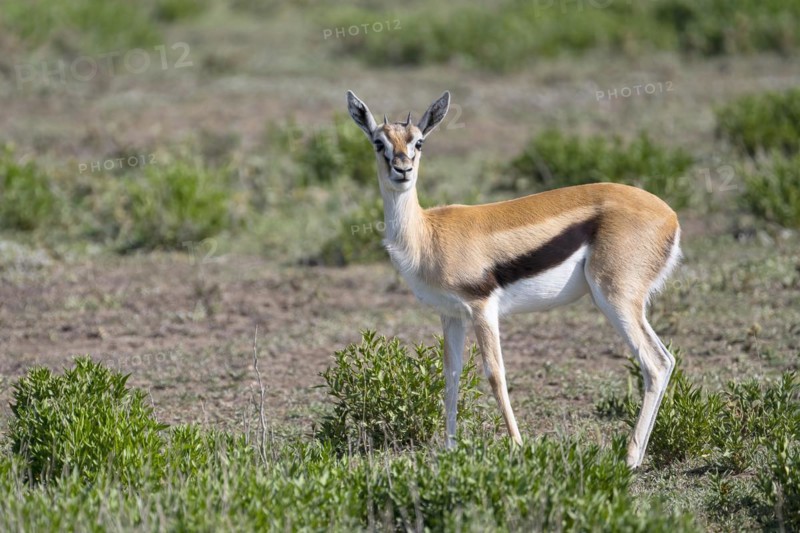 Serengeti thomsons gazelle