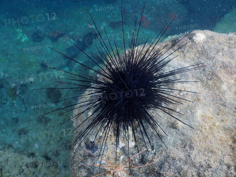 Diadem sea urchin