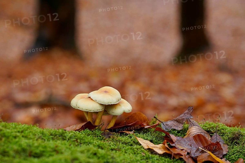 Sulphur tuft