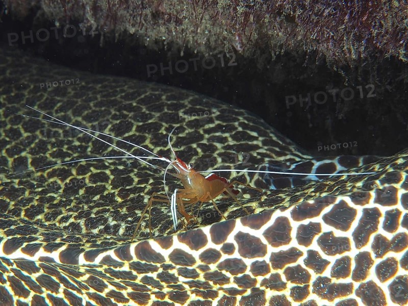 Pacific cleaner shrimp