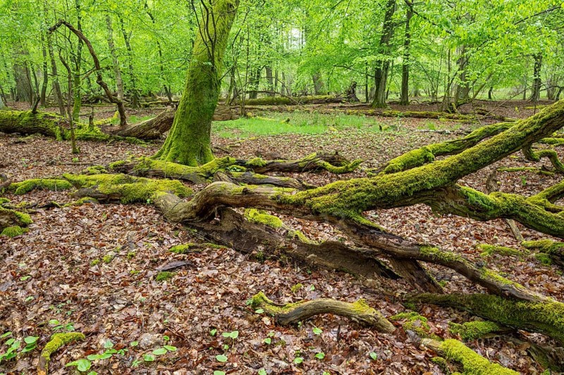 Near-natural deciduous forest
