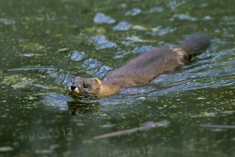 European mink
