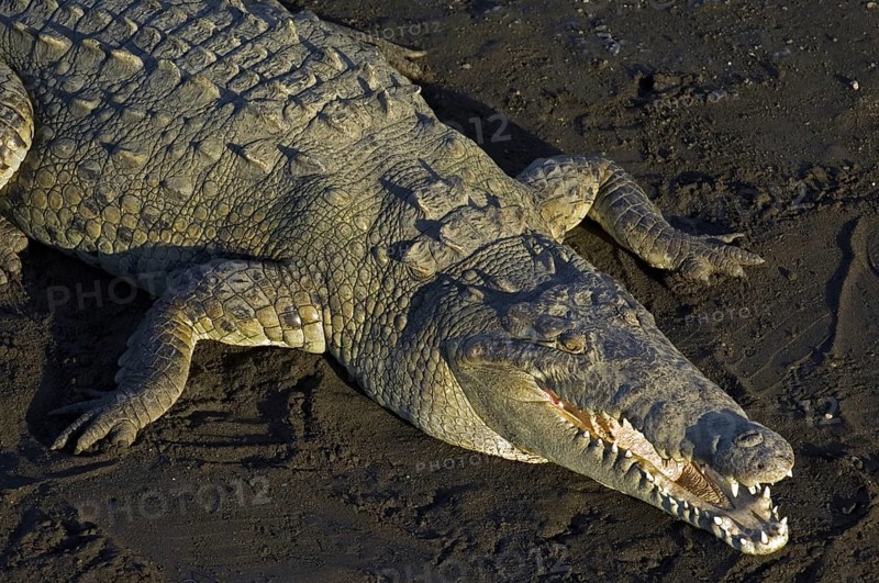 American crocodile