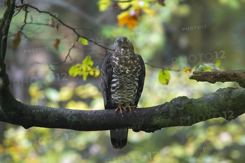European honey buzzard