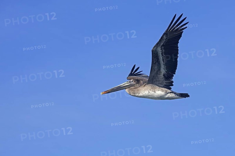 Brown pelican
