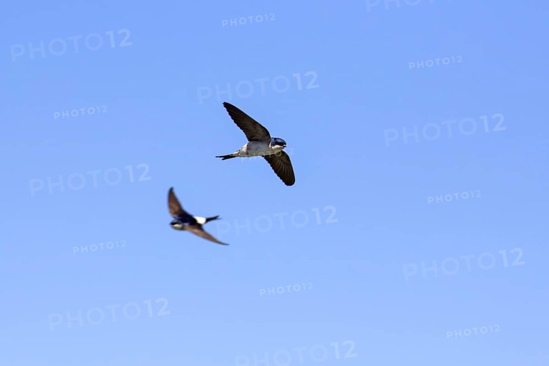 Two common house martins