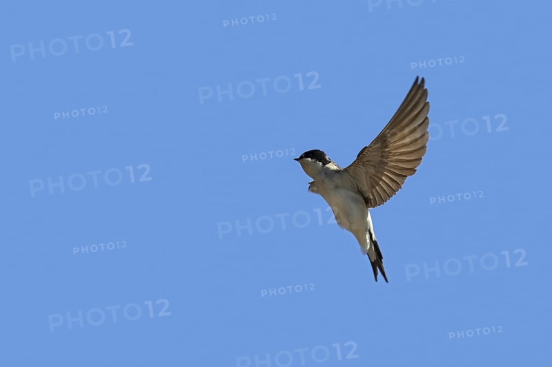 Common house martin