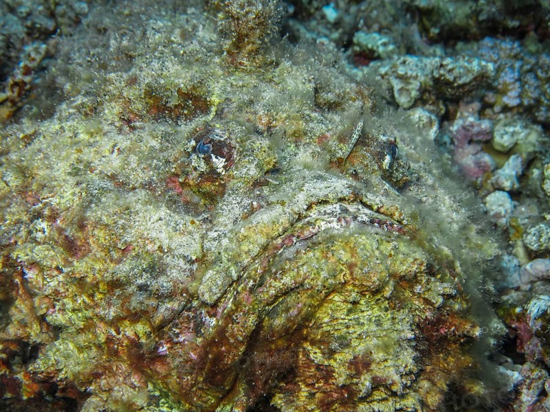 Stonefish