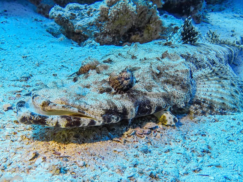 Crocodile fish