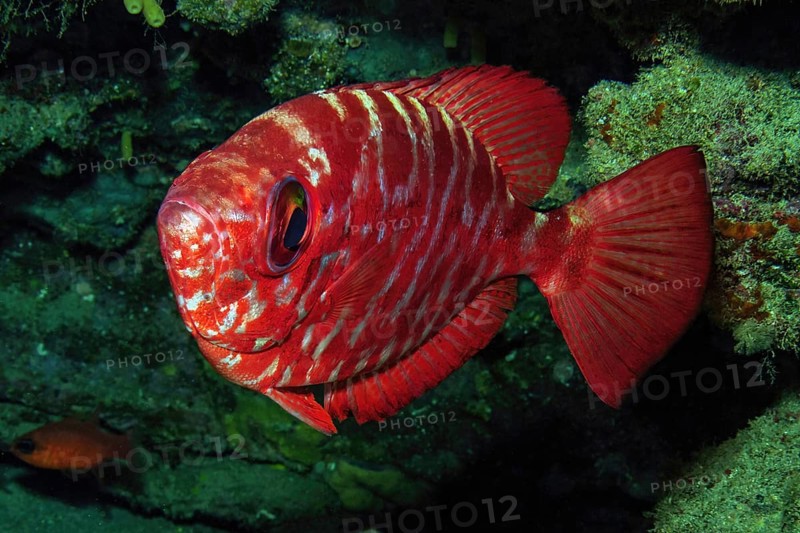 Close-up of red bigeye glasseye snapper