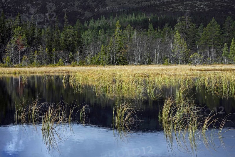 Bog in the Fulufjaellet National Park