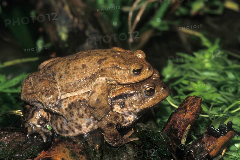 Close up of amplexus behaviour of male and female European common toads