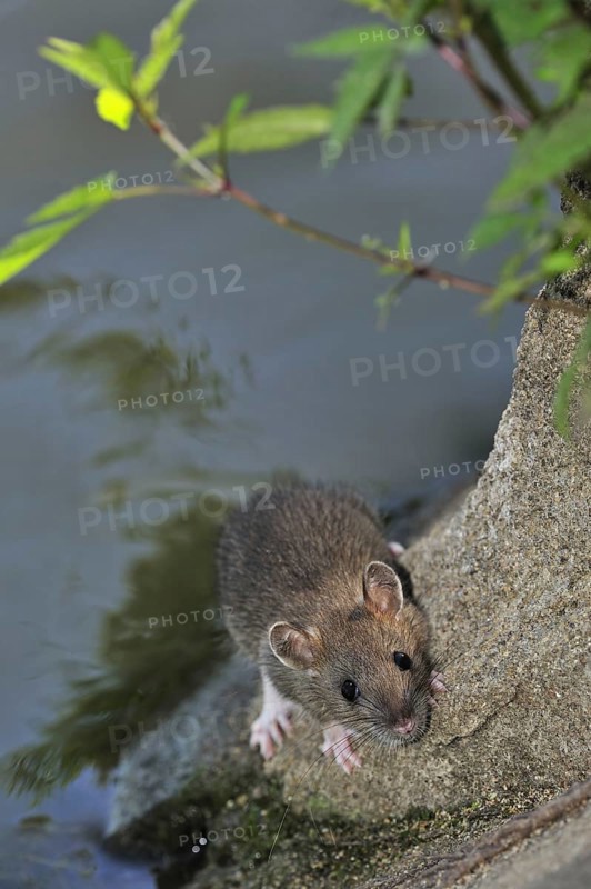 Juvenile Brown rat