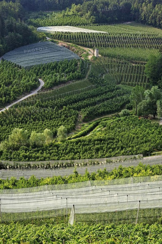 Apple tree orchards at Val di Non