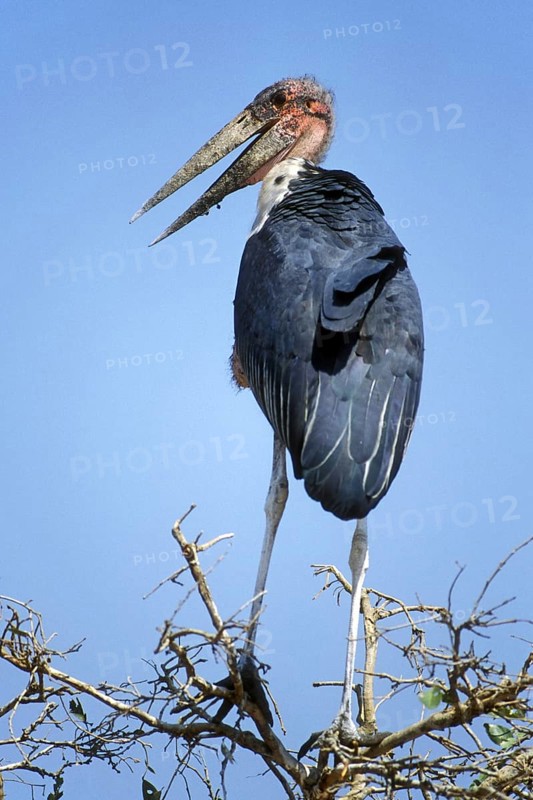 Marabou stork