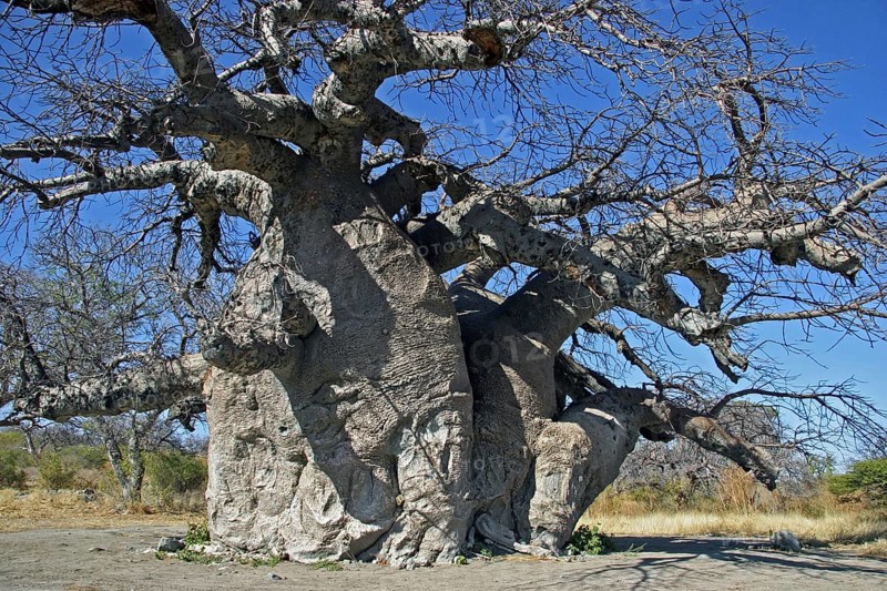 Baobab tree