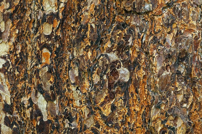 Swiss pine