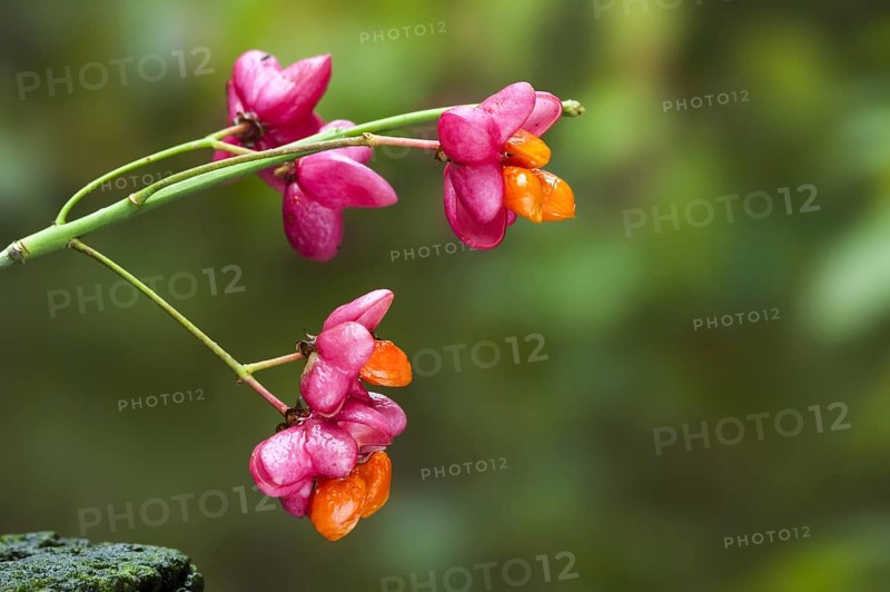 European spindle