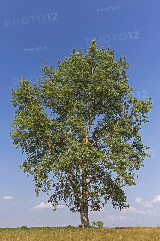 Black poplar